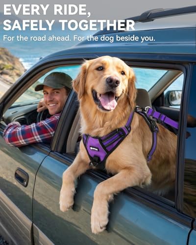 Joytale 3-in-1 Bungee Dog Seat Belt for Car, Medium and Large Dogs, Purple - Image 4