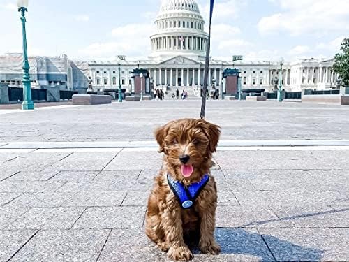 Gooby Comfort X Head-in Dog Harness, Choke-Free, Blue, Large - Image 3