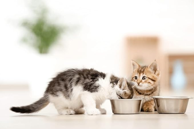 HB 2.5 Cups Stainless Steel Dog and Cat Bowls (2 Pack) Replacement Bowl - 6.2" Diameter, 2.2" Height for Raised Feeders
