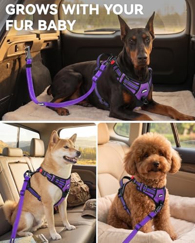 Joytale 3-in-1 Bungee Dog Seat Belt for Car, Medium and Large Dogs, Purple - Image 6