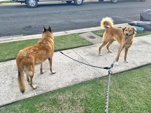 Double Dog Leash Coupler Heavy Duty Extension Rope for Two Large Dog - Image 4