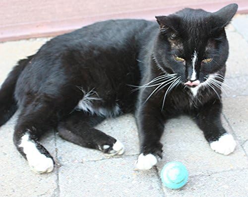 Wool Ball Cat Toy - 6PC - 100% Wool Cat Toys for Indoor Cats Interactive - Image 2