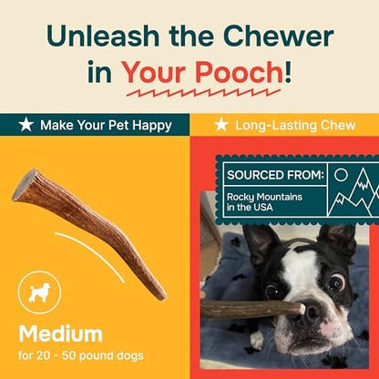 100% Natural - Elk Antlers for Dogs - Naturally Shed in USA - Dog Antler Chews for Medium Breeds - Natural, Long-Lasting Treats for Aggressive Chewers - Dog Chews - No Smell & No Mess - Medium - Image 5