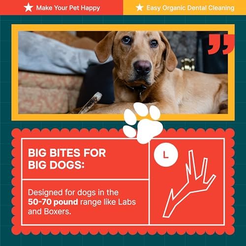 REXIPETS 100% Natural - Elk Antlers for Dogs - Naturally Shed in USA - Long Lasting Chews for Aggressive Chewers - Natural, Real Dog Antler Treats & Toys - Dog Chews - No Odor & No Mess - Large - Image 7