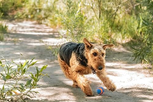 Chuckit! Ultra Squeaker Dog Ball, Fetch Toy, Medium, 1 Pack - Image 4