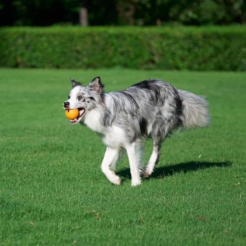 Amazon Basics Interactive Bouncy Durable Rubber Dog Toy Balls, 2.5 inch, Blue, Orange, Pack of 3 - Image 6