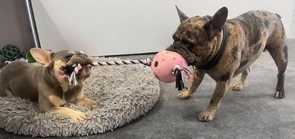 Piggy Poo and Crew Interactive Pig Ball & Tug Rope Combo Pack for Dogs Puppies Pigs Small Animals