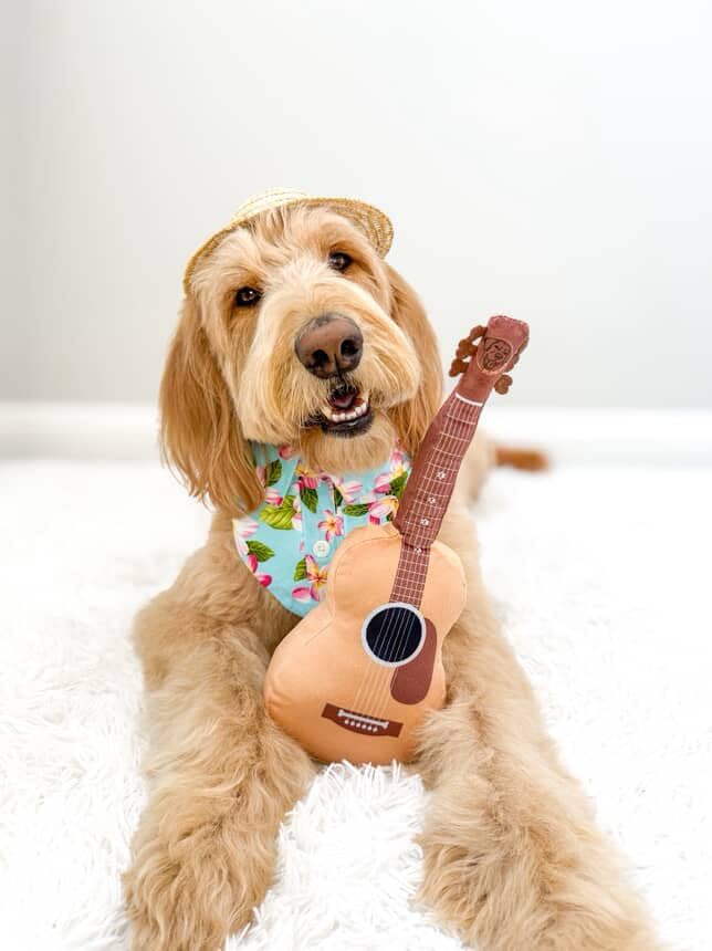Acoustic Guitar Dog Toy – Funny Birthday & Easter Basket Dog Gift, Interactive Squeaker & Crinkle, Plush & Cute, Fun and Engaging Puppy Present
