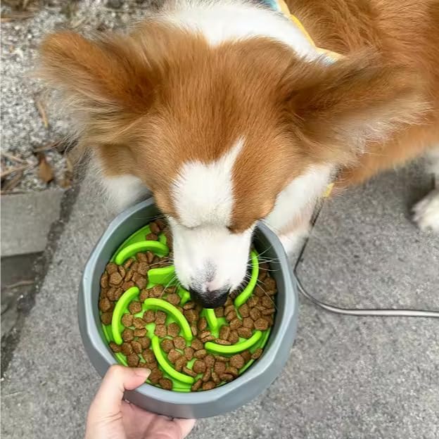 2 in 1 Slow Feed Dog Bowl with Anti-Choking Design, 7.5 Inch Pet Food Dish, Pink, Blue, Green (Green)