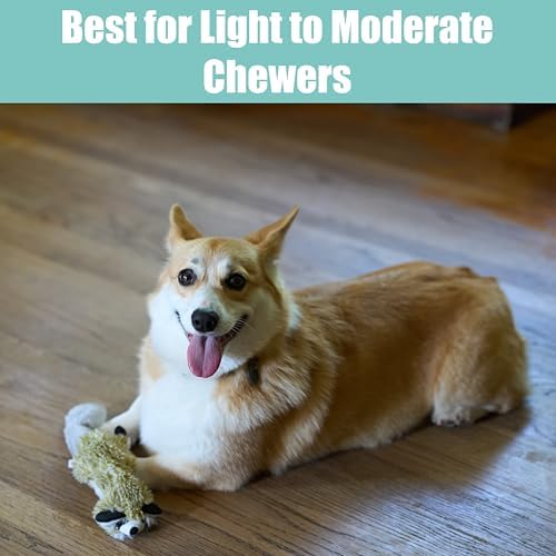 SPOT Skinneeez Raccoon 14 Inch Stuffing-Free Plush Dog Toy – Soft, Mess-Free Toy with One Squeaker for Small & Medium Dogs, Best for Light to Moderate Chewers (Pack of 2) - Image 5