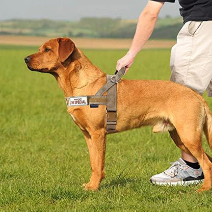 Annchwool No Pull Dog Harness with Soft Padded Handle-Reflective Strip Escape Proof and Quick Fit to Adjust Dog Harness-Easy for Training Walking for Small & Medium and Large Dogs(Brown,S) - Image 5