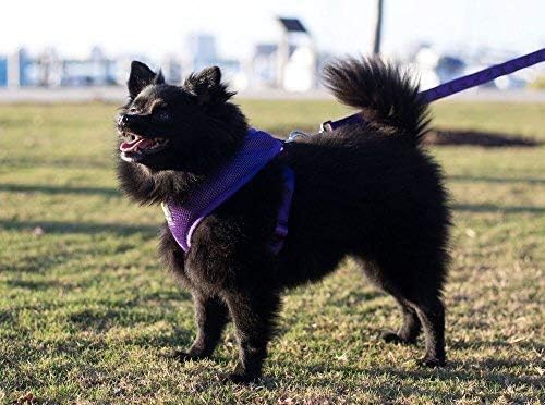 EcoBark Reflective Dog Leash with Padded Handle, Soft Purple, Durable - Image 5