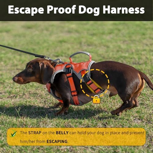 Huntboo Escape Proof Dog Harness, Dachshund Harness, Reflective Dog Harness with Handle, Durable,Adjustable Vest for Small Medium Large Dogs Walking, Training, and Running Gear (Orange,L) - Image 2