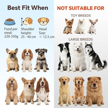 Large Glass Tilted Elevated Cat Dog Bowl Raised Cat Food Water Bowl Dish Pet Comfort Feeding Bowls with Gold Iron Stand - Image 3