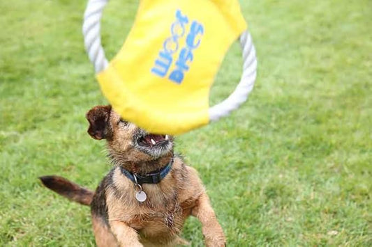 Flying Rope Disc, Dog Toy, 2 Pack (Blue and Yellow