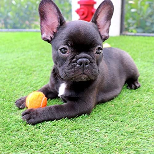 Midlee Mini 1.5" Dog Tennis Balls with Squeaker, Set of 12 - Image 5