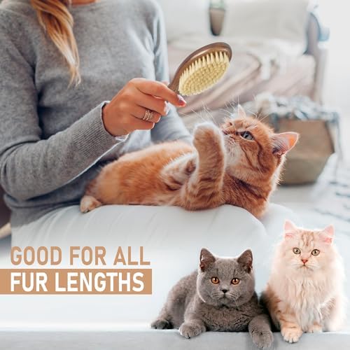 TAKAVU Soft Cat Brush, Natural Boar Bristle for Indoor Kittens - Image 4