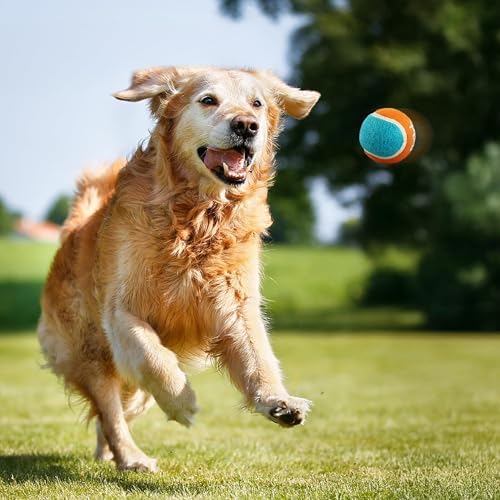 ALL FOR PAWS 2.5" Tennis Balls for Dogs, Dog Balls for Ball Launcher Toy, Bouncy & Durable Fetch Balls for Medium Large Dogs, 4 Pack Fetch Toy for Outdoor Play - Image 4
