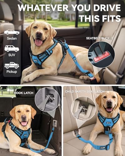 Joytale 3-in-1 Bungee Dog Seat Belt for Car, Medium Large Dogs, Sky Blue - Image 2