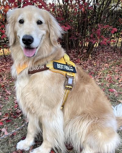 AUROTH Dog Harness for Large Dogs No Pull Tactical Harness and Leash Set - Image 2