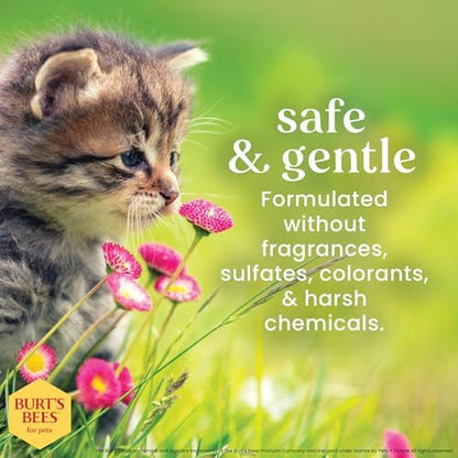 Burts Bees for Pets Tearless Kitten Shampoo with Buttermilk, 10 Fl Oz, 6-Pk - Image 5