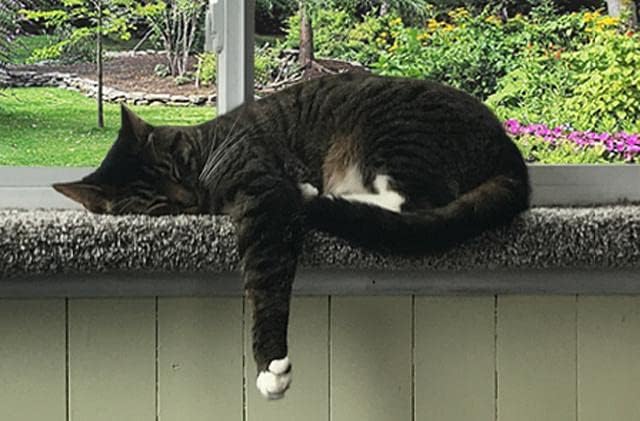 Purrched Cat Window Perch (24 Inch)