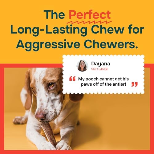 REXIPETS 100% Natural - Elk Antlers for Dogs - Naturally Shed in USA - Long Lasting Chews for Aggressive Chewers - Natural, Real Dog Antler Treats & Toys - Dog Chews - No Odor & No Mess - Large - Image 5