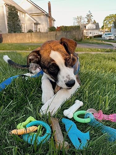 Nylabone Puppy Chew Toy & Treat Bundle, Small, 6 Count - Image 2