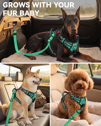 Joytale 3-in-1 Bungee Dog Seat Belt for Car, Medium and Large Dogs, Teal - Image 6