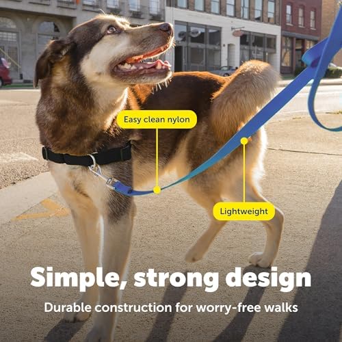 PetSafe Nylon Dog Leash - Strong, Durable, Traditional Style Leash with Easy to Use Bolt Snap - 1 in. x 6 ft., Royal Blue - Image 4