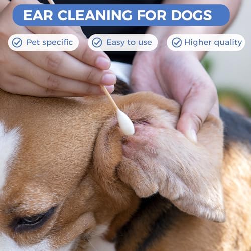 GOLD HONEY 6 Inch Large Cotton Swabs, Dog Ear Swabs with Bamboo Handle - Image 6