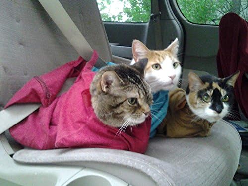 Acci-Don'ts Cat-in-the-Bag Pee Pad | Pack of 4 Absorbent Adhesive Disposable Liner for Large & X-Large Cat Carrier Bags | Pet Pee Pads for Vet Trips & Travel - Image 2