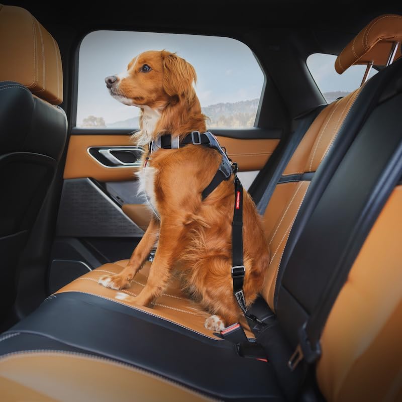 EzyDog Click ISOFIX Standard - Dog Seat Belt Car Restraint - 17in - 26in - Image 2