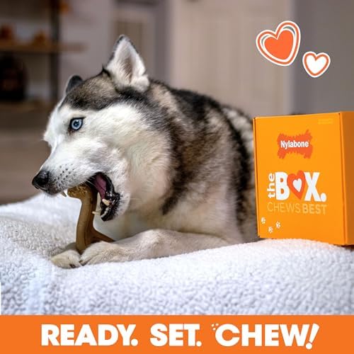 Nylabone Dog Gift Box, Strong Chew Toys & Treat, Large, 4 Count - Image 6