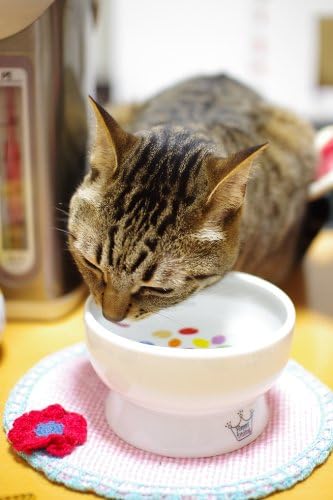 Necoichi Raised Cat Water Bowl, Whisker-Friendly (Jelly Bean, Regular) - Image 4