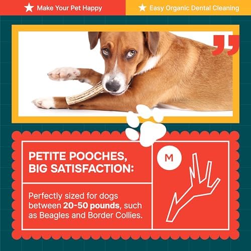100% Natural - Elk Antlers for Dogs - Naturally Shed in USA - Dog Antler Chews for Medium Breeds - Natural, Long-Lasting Treats for Aggressive Chewers - Dog Chews - No Smell & No Mess - Medium - Image 6