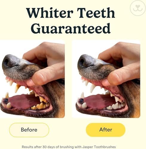 Jasper Dog Toothbrush, 360° Finger Toothbrush for Dogs & Cats, Clear 2-Pack - Image 2