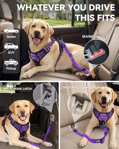 Joytale 3-in-1 Bungee Dog Seat Belt for Car, Medium and Large Dogs, Purple - Image 2