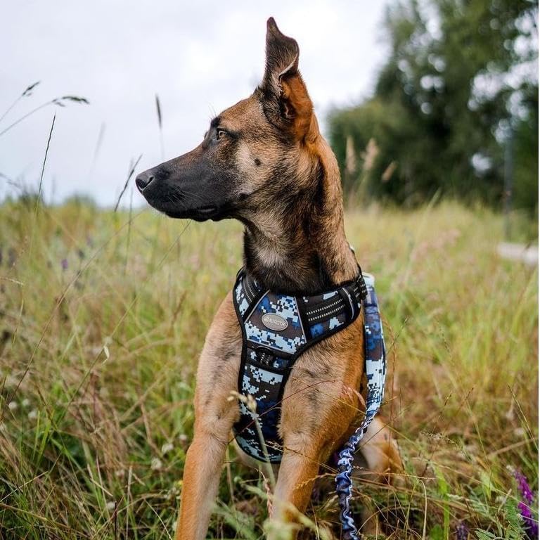 Auroth Tactical Dog Training Harness No Pulling Front Clip Leash Adhesion Reflective K9 Pet Working Vest Easy Control for Small Medium Large Dogs Blue Camo XL - Image 5