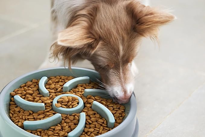 Cutie's PetBox Slow Feeder Dog Food Bowl, Plastic Swirl Design with Anti-Slip Base (Blue)