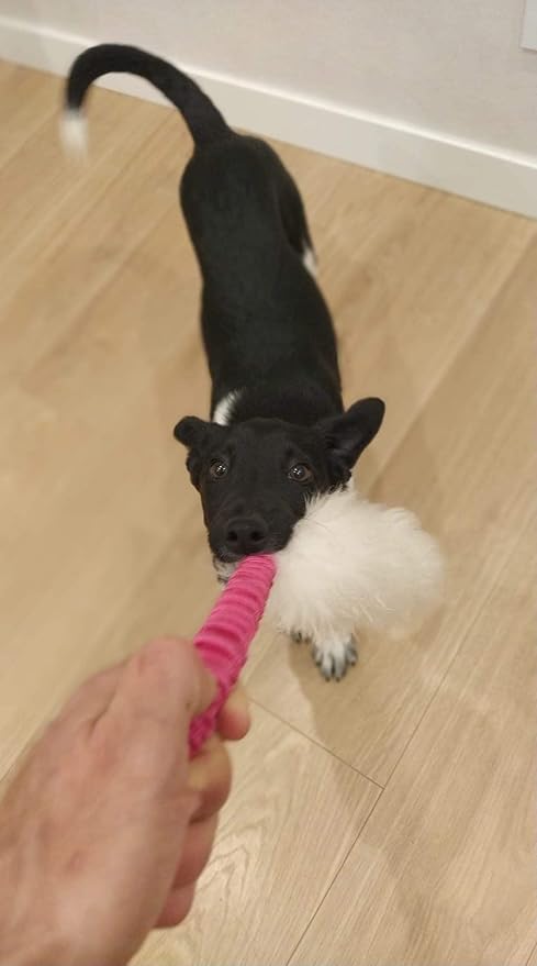 Dingo Dog Toy - Sheepskin tug with Pink Bungee, Agility Motivation Reward tug for Training and Fun 15580