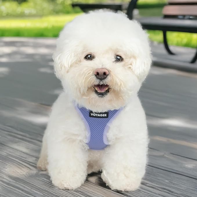 Best Pet Supplies Voyager Step-in Air Harness - All Weather Mesh, Reflective, No Pull Harness for Dogs, Cats - Secure with Hook & Loop Fastener, Buckle, Double D-Rings - Lavender, XS