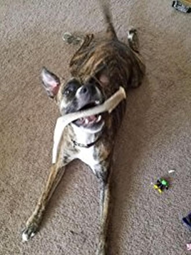 XL Deer Antler Dog Chew - Extra Large, Jumbo, for Large Dogs and Puppies Who are Aggressive Chewers
