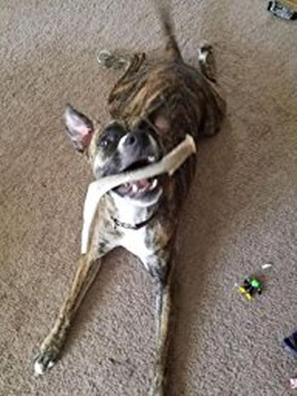 XL Deer Antler Dog Chew - Extra Large, Jumbo, for Large Dogs and Puppies Who are Aggressive Chewers