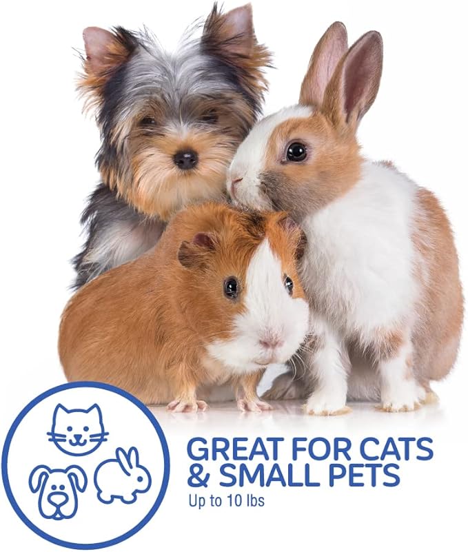 Petmate Top Load Plastic Cat Kennel for Small Dogs, Puppies & Cat Carriers, One-Door, Top Loading, Made in USA, 19" for Pets Up Tp 10 lb, Purple