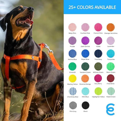 Blueberry Pet Essentials Mint Blue Dog Leash for X-Small -5' * 3/8" Dogs | Heavy Duty Nylon Lead | Lightweight Puppy & Cat Leash for Walking & Training