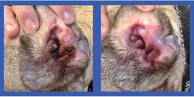 Squishface Dog Ear Relief Individual Finger Sheath Wipes – Non-Allergenic Ingredients & Irritation-Reducing Formula Cleans & Deodorizes, Helps Prevent Ear Itch & Odor – for All Breeds! (60 Count)