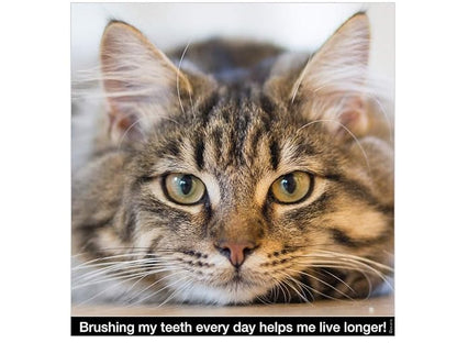 Cat Toothbrush - Round Soft Pet Tooth Brush - Soft Flexible Bristles for Safe and Gentle Brushing, Cat & Kitten Dental Care, Any Breed Cat