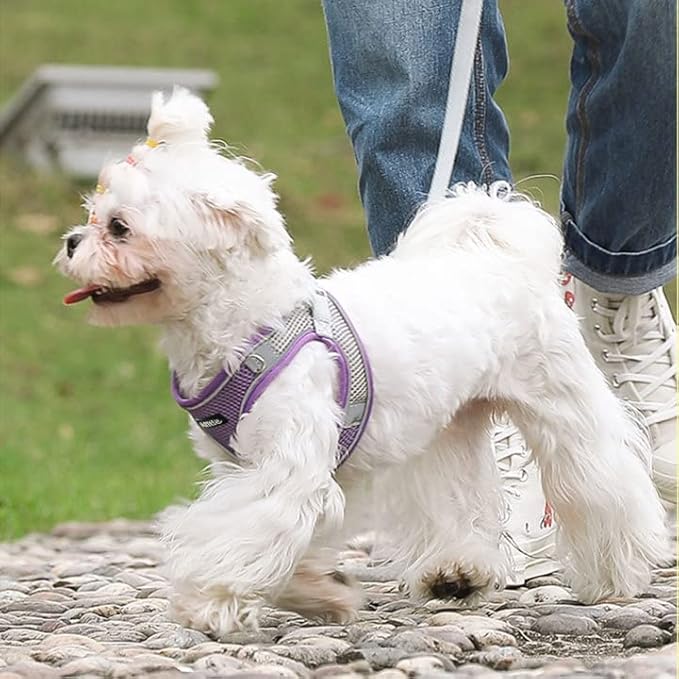 AIITLE No Pull Dog Harness and Leash Set, Step in Adjustable Dog Harness with Padded Vest for All Weather, Dog Leash with Soft Padded Handle, Easy to Put on Small and Medium Dogs Purple S