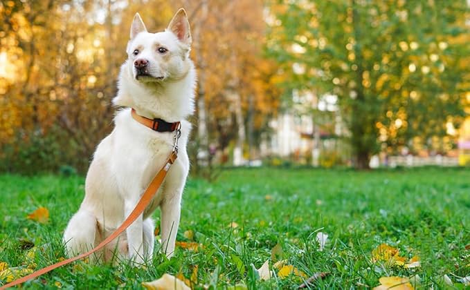 Basic Dog Leashes 6 FT Padded Handle Nylon Dogs Leashes for Medium Dogs Orange